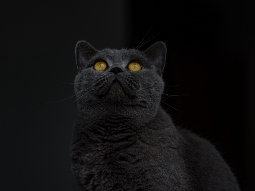 british shorthair cat gray sight PNG transparent photos extensive collection 4k wallpaper