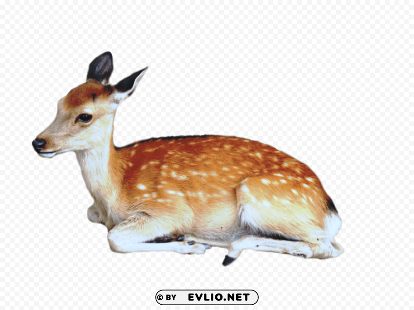 brown deer with white spots lying sittting Isolated Object with Transparent Background PNG
