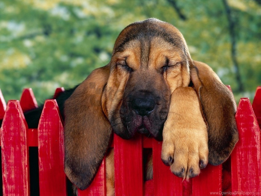 brown dog ears fence sleep wallpaper PNG Isolated Design Element with Clarity