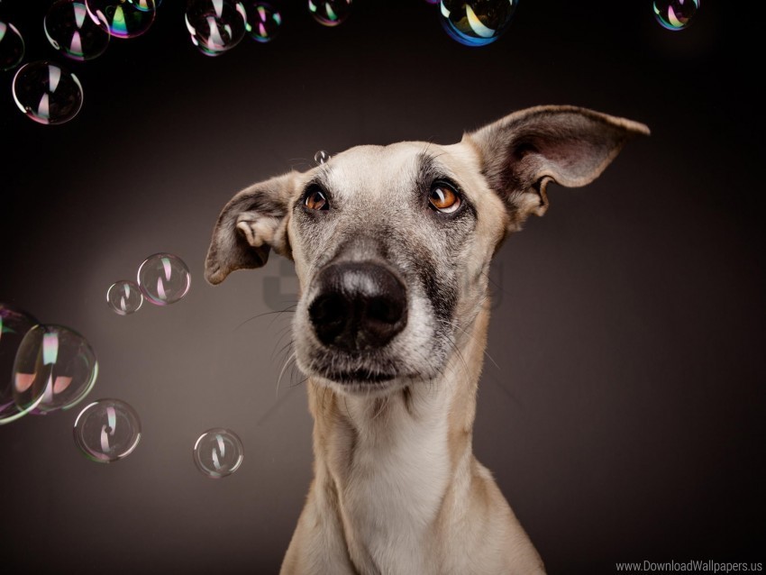 bubbles dog surprise wallpaper PNG files with no background wide assortment