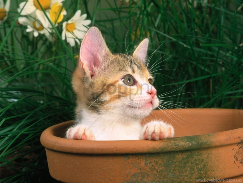 bucket flowers grass kitten sit wallpaper PNG files with transparent canvas collection