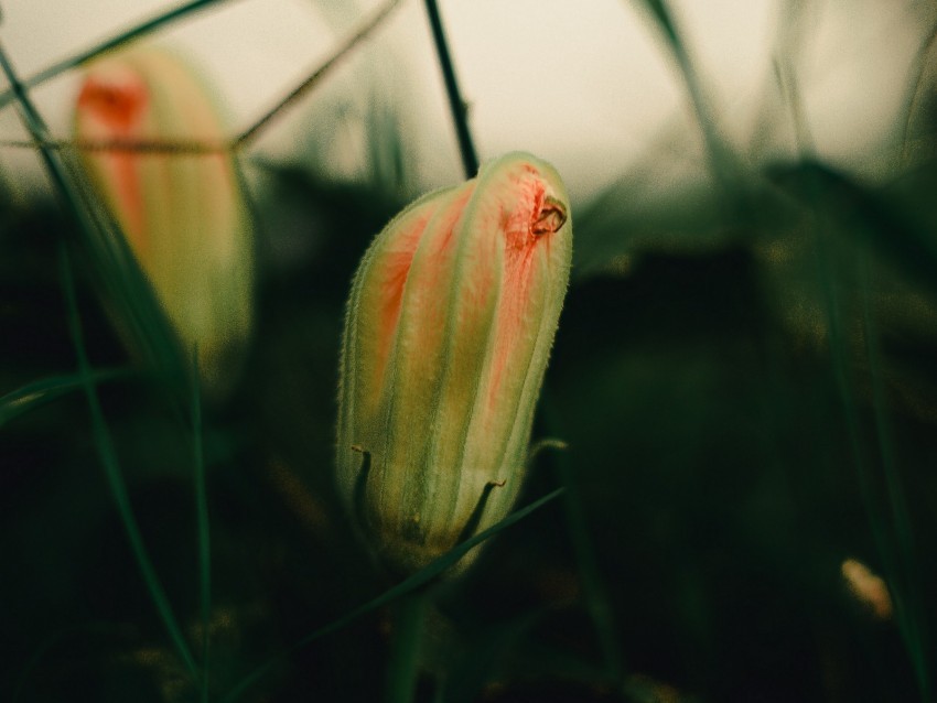 bud plant grass macro PNG Graphic Isolated with Transparency