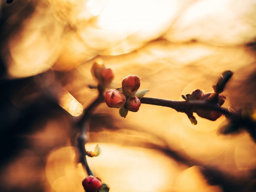 buds spring branch macro blur glare bokeh Free PNG images with transparent layers diverse compilation