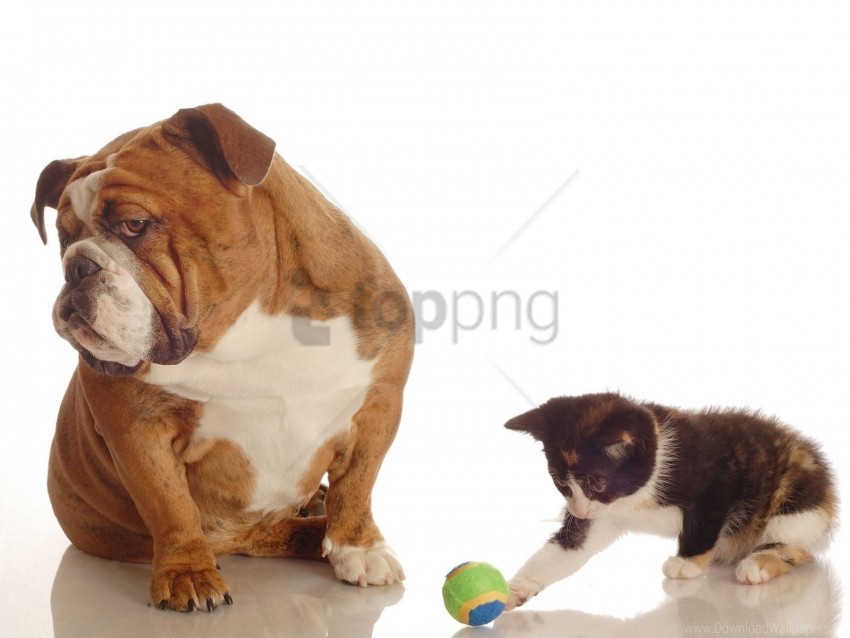 bulldog cat dog playful wallpaper PNG graphics