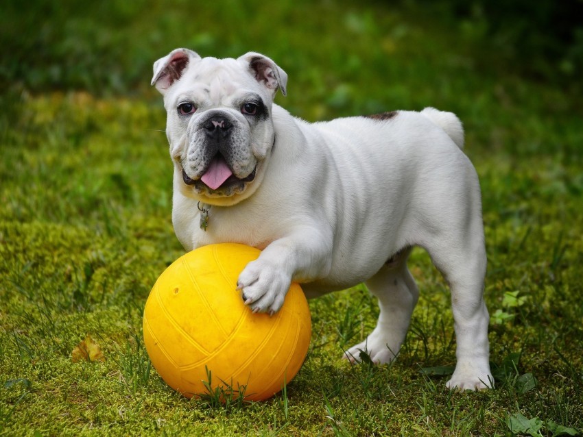 bulldog dog ball tongue protruding funny Transparent PNG images with high resolution