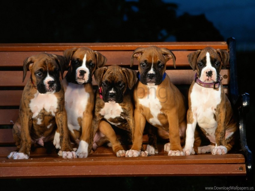 bulldog puppies shop wicked wallpaper Isolated Subject in Transparent PNG Format