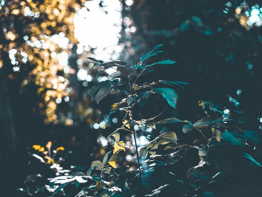 bushes branches forest sunlight blur PNG transparent images for websites