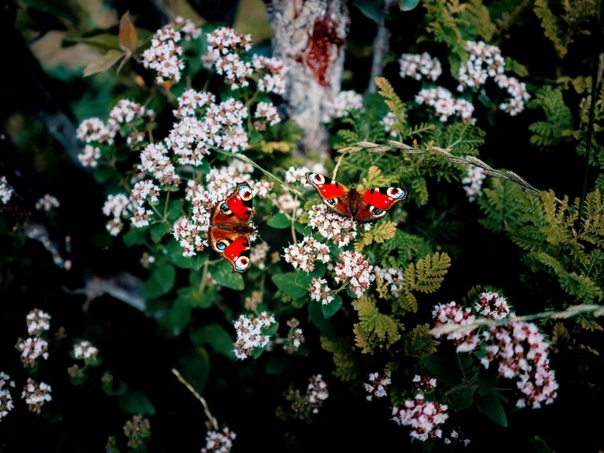 butterflies flowers patterns summer blur PNG transparent photos for presentations