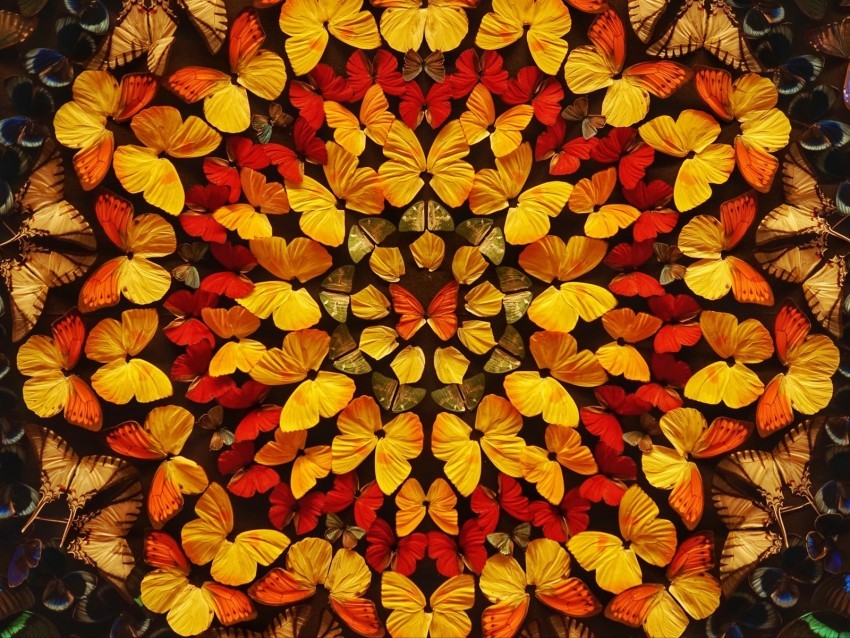 butterflies patterns wings colored PNG Image with Transparent Isolation