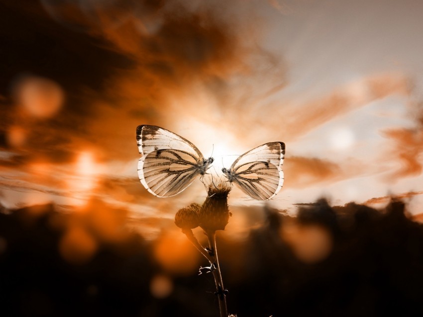 butterflies sky plant twilight backlight romantic PNG Image with Isolated Graphic