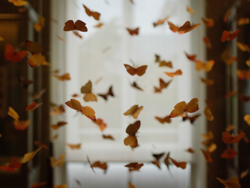 butterflies space decoration design blur PNG for presentations