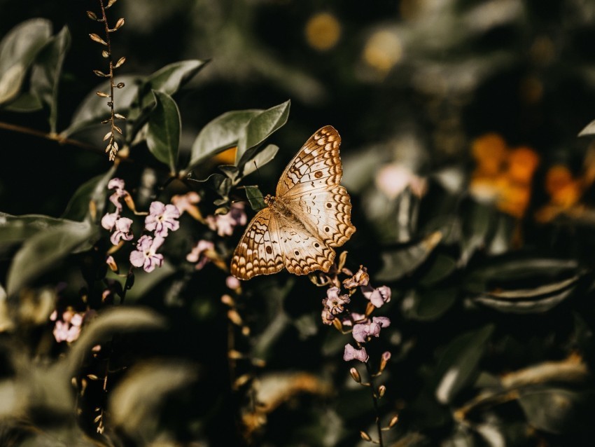 butterfly branch flowers closeup Isolated Item in Transparent PNG Format 4k wallpaper