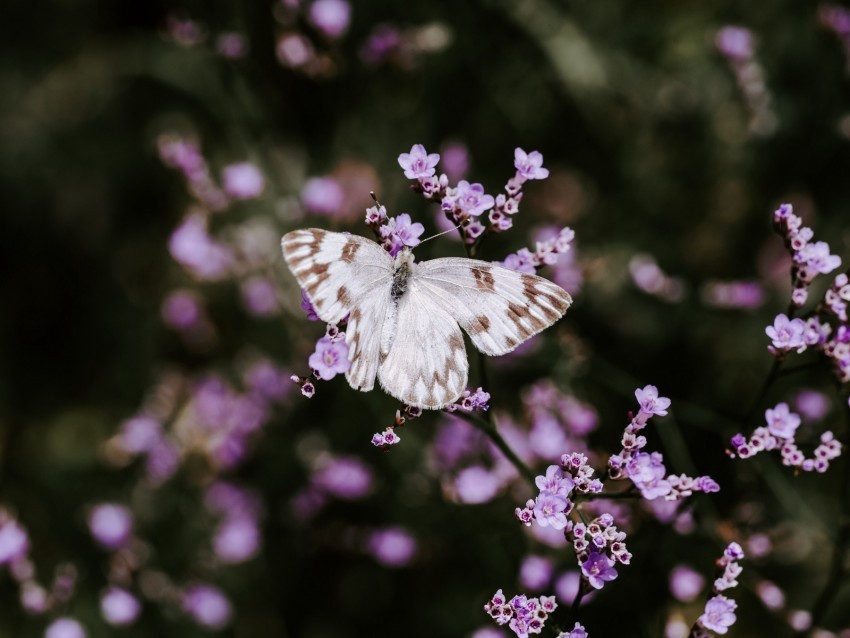 butterfly flowers insect bloom macro Clear background PNG images diverse assortment