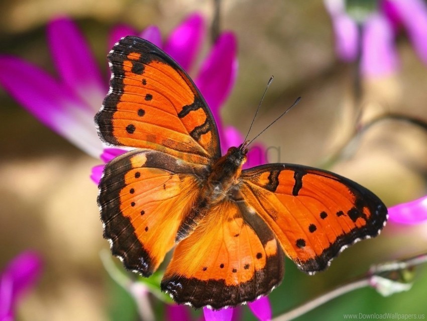 butterfly house london wallpaper Isolated Element in HighResolution Transparent PNG