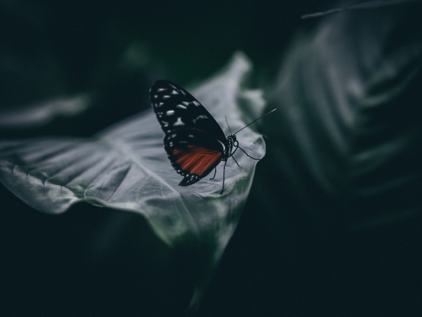 butterfly insect macro leaf blur closeup PNG free transparent 4k wallpaper