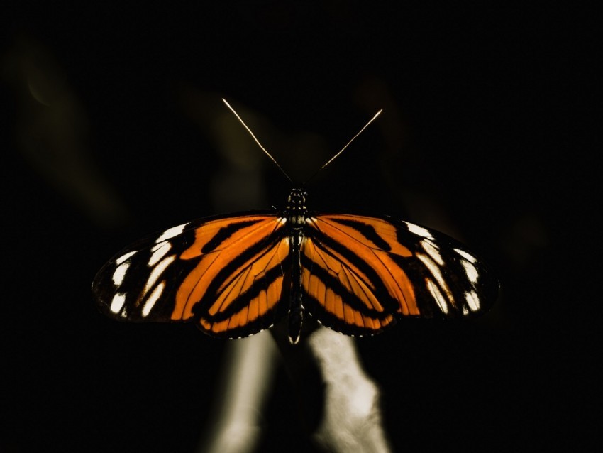 butterfly insect wings macro PNG images with alpha transparency layer