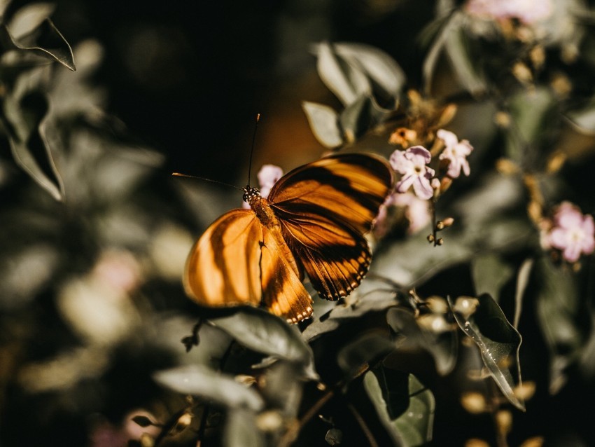 butterfly lilac branch flowers insect Isolated PNG Object with Clear Background 4k wallpaper