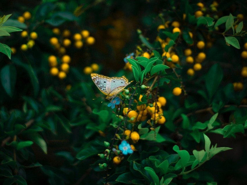 butterfly plant flowers leaves macro wildlife PNG for presentations 4k wallpaper