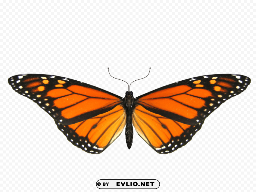 butterfly small wings PNG with no background for free