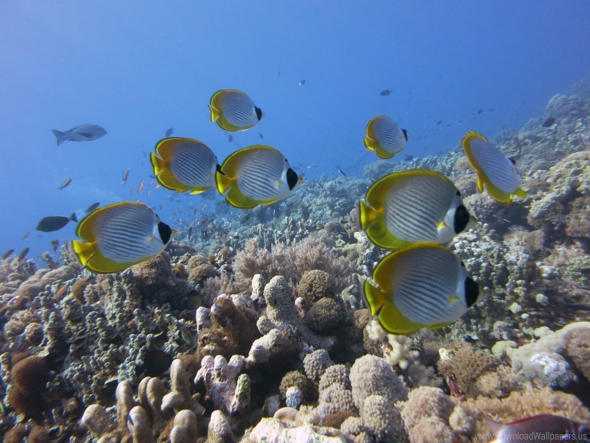 butterflyfish panda coral fish reef underwater wallpaper Transparent picture PNG