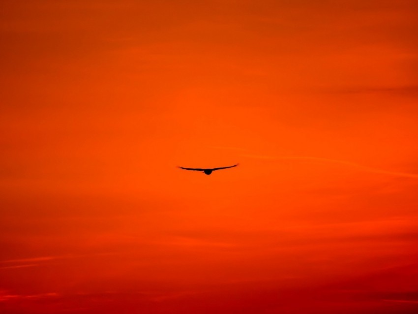 buzzard bird sky flight orange bright wings hawk predator PNG for t-shirt designs 4k wallpaper