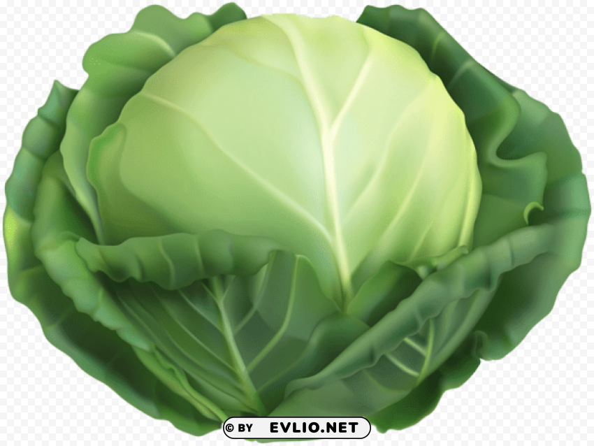 cabbage PNG transparent graphic
