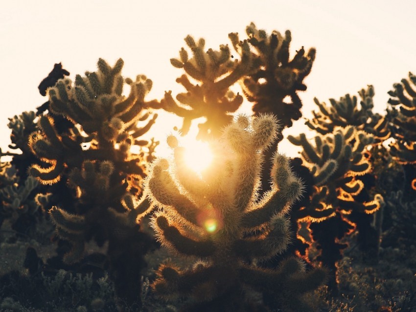 cacti desert sunlight sunset PNG cutout 4k wallpaper