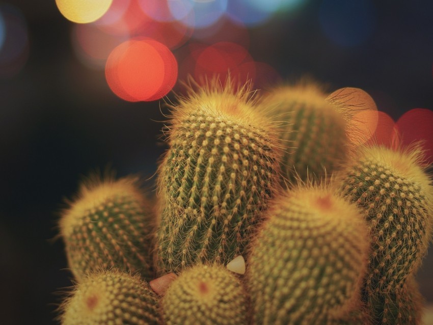 cacti succulents prickly indoor plant glare bokeh Isolated Item in HighQuality Transparent PNG