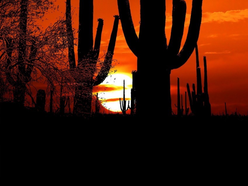 cacti sun sunset twilight dark outlines PNG with Transparency and Isolation 4k wallpaper