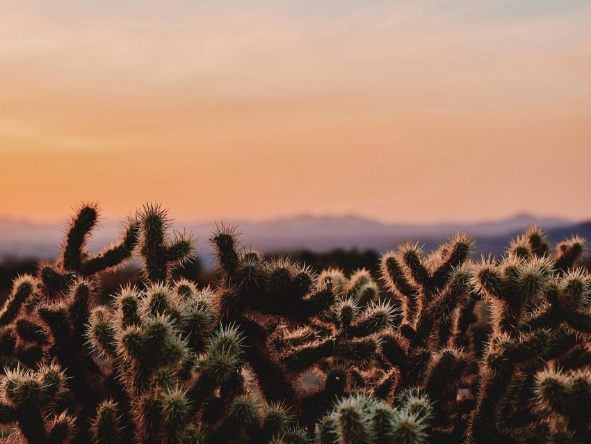 cactus desert wilderness spiny evening joshua tree national park california usa Isolated Subject on HighQuality PNG 4k wallpaper