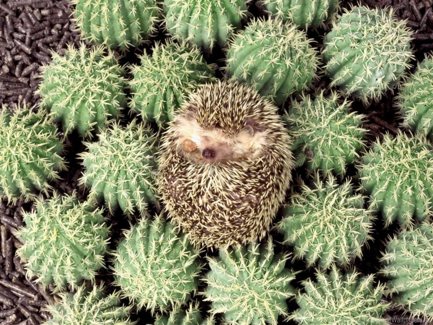 cactus hedgehog lie spines wallpaper Free PNG images with alpha transparency compilation