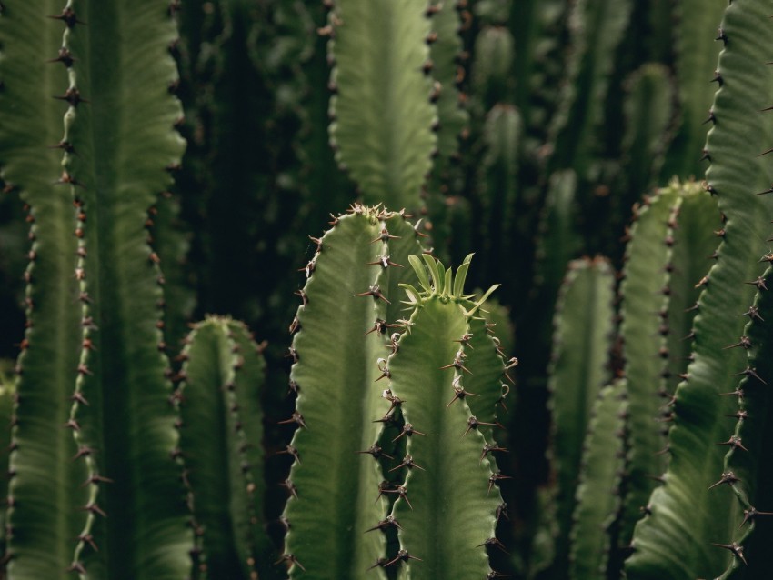 cactus plant spiny green deserted Transparent PNG images for printing 4k wallpaper