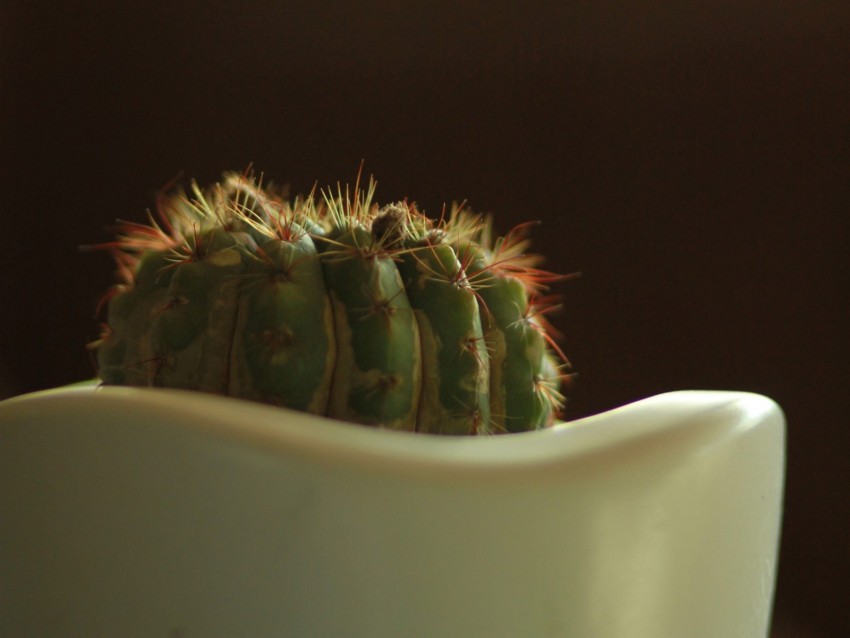 cactus prickly closeup pot bokeh Isolated Object on Clear Background PNG