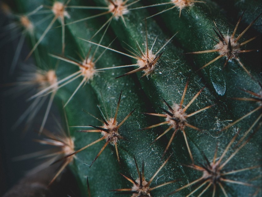 cactus spines needles macro Free download PNG with alpha channel extensive images