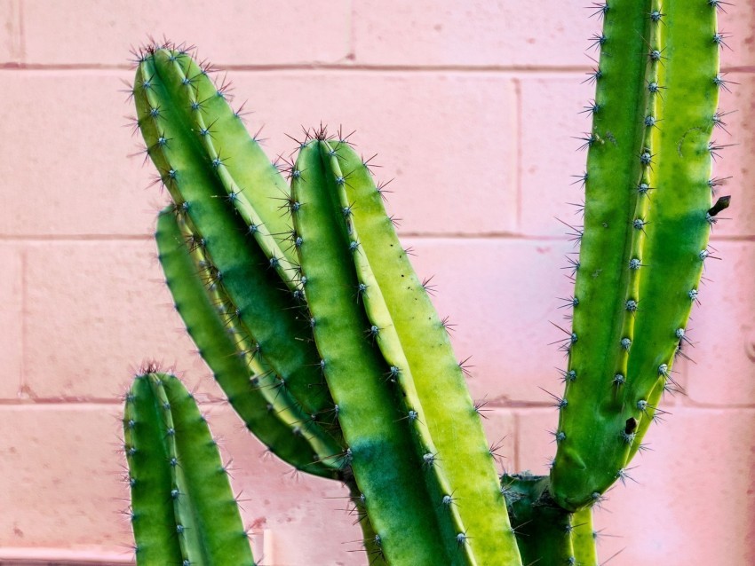 cactus succulent green prickly wall Free PNG images with transparent background