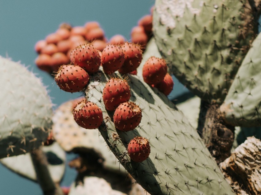 cactus succulent plant prickly Isolated Character on Transparent PNG