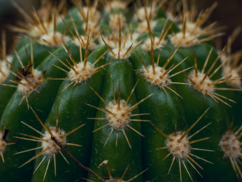 cactus succulent prickly thorns macro PNG Isolated Object with Clear Transparency