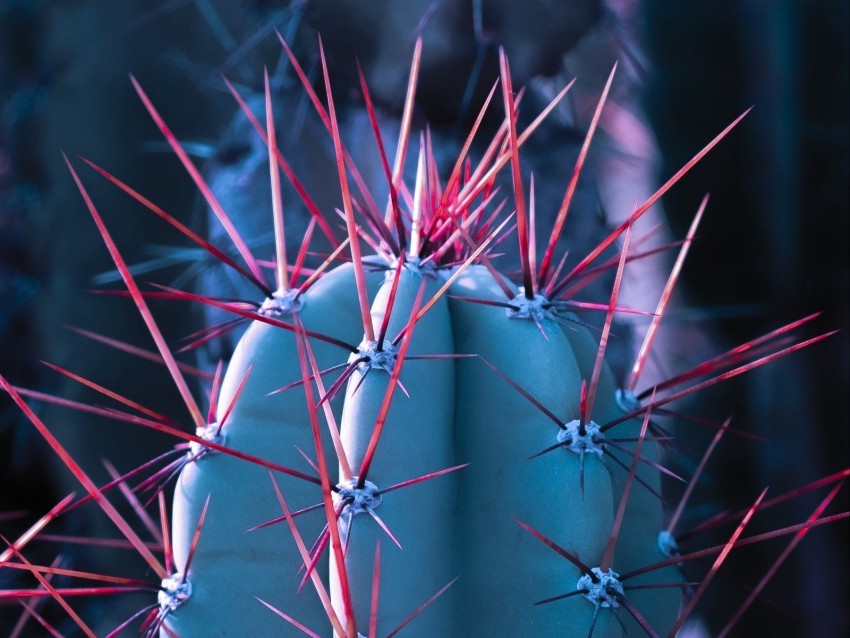 cactus succulent spines needles Transparent PNG picture