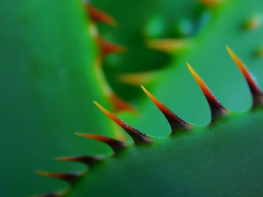 cactus thorns closeup sharp plant green PNG images with no background necessary 4k wallpaper