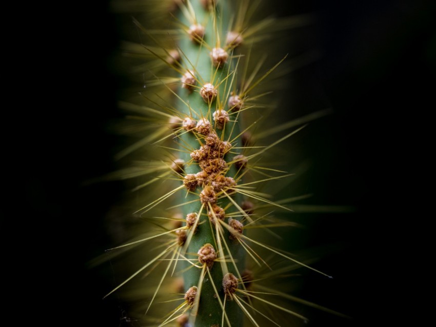 cactus thorns needles macro PNG Image Isolated with Clear Background