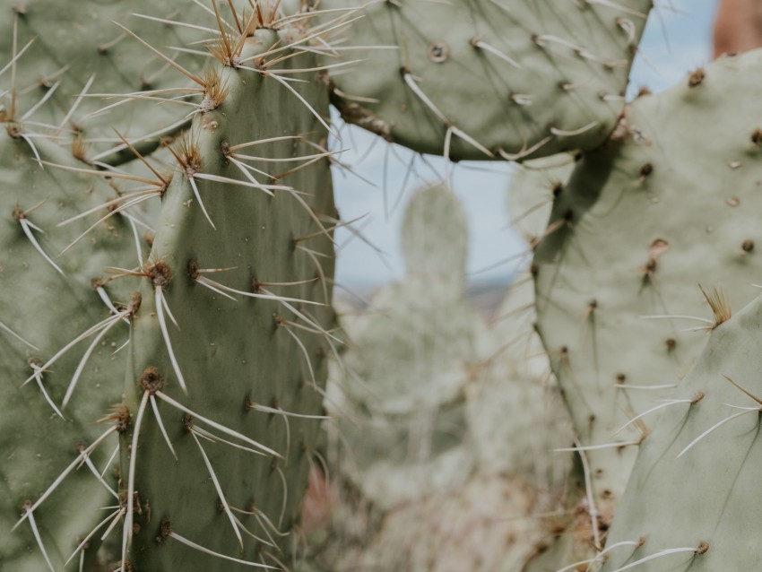 cactus thorns needles spike Isolated Artwork on Clear Transparent PNG