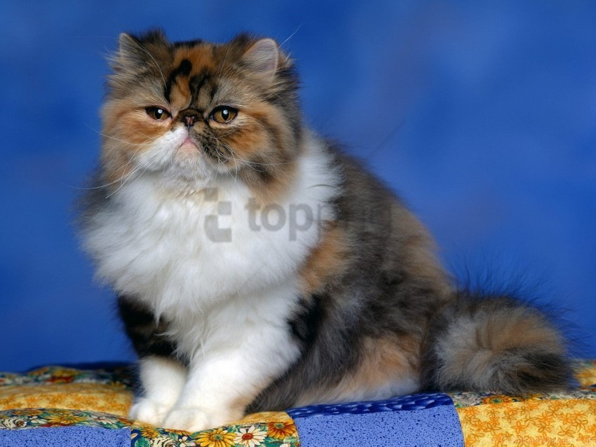 cal kitten persian wallpaper PNG download free