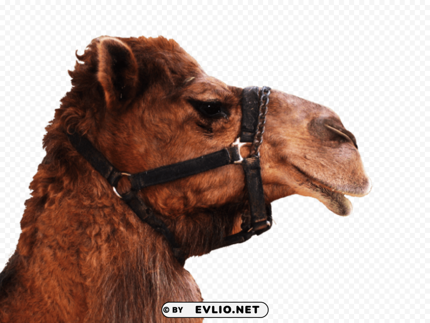 camel Isolated Illustration in HighQuality Transparent PNG