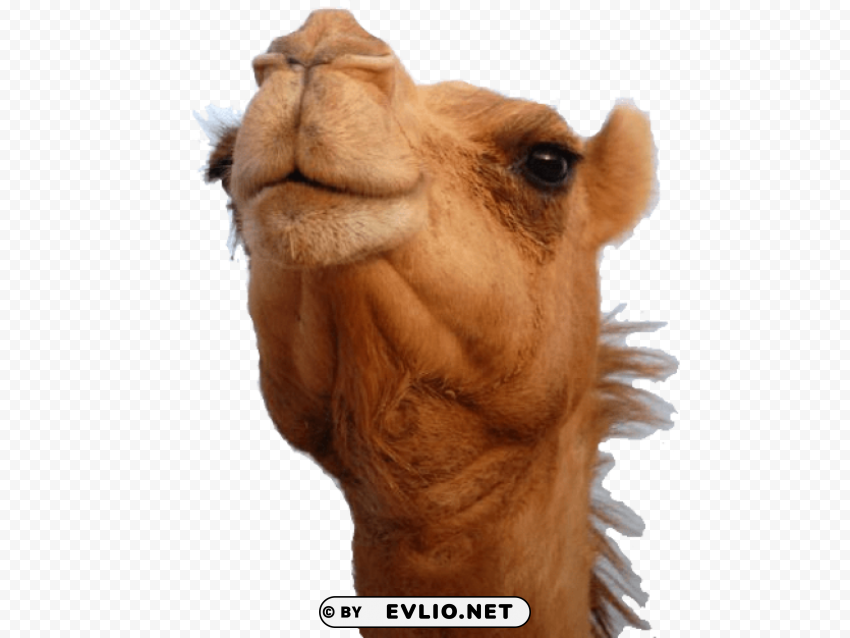 camel Isolated Object in HighQuality Transparent PNG