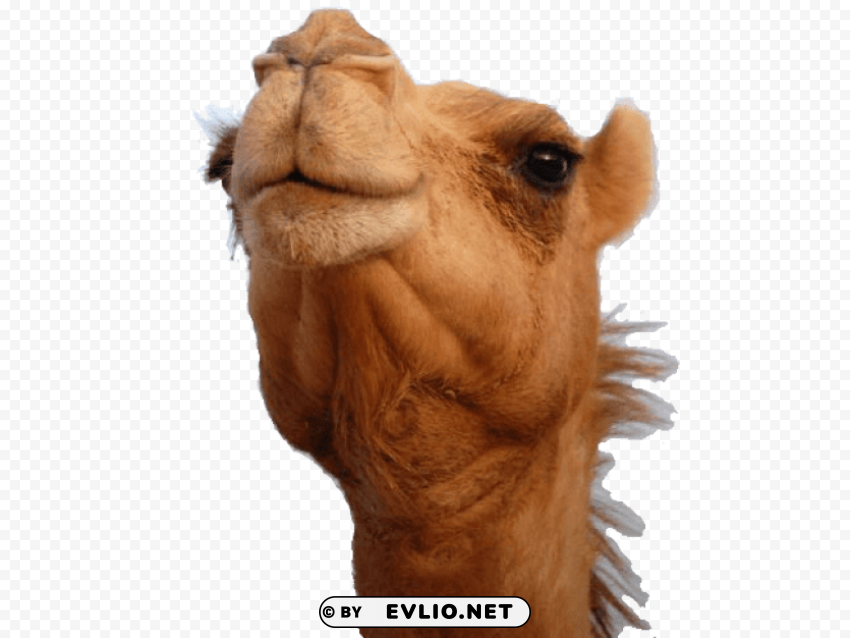 camel head Transparent Background Isolated PNG Design Element