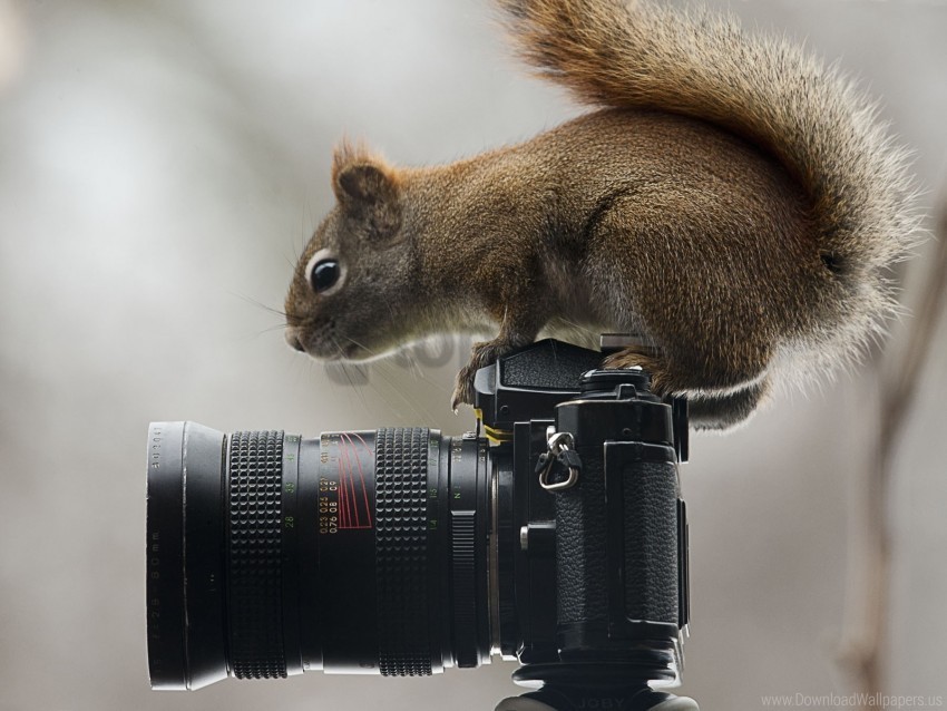 camera curiosity sit squirrel wallpaper PNG Image with Clear Background Isolation