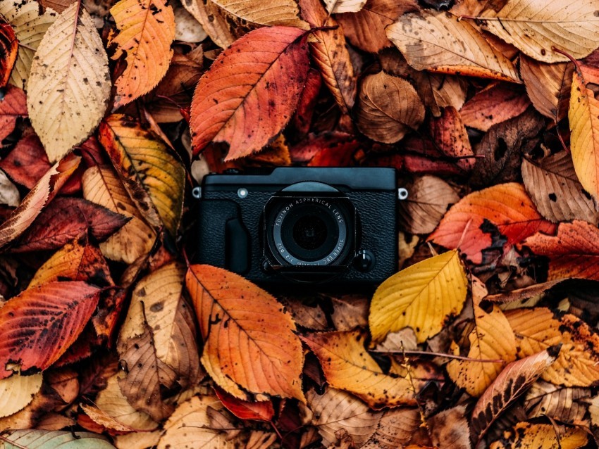 camera foliage autumn leaves HighQuality Transparent PNG Isolated Art