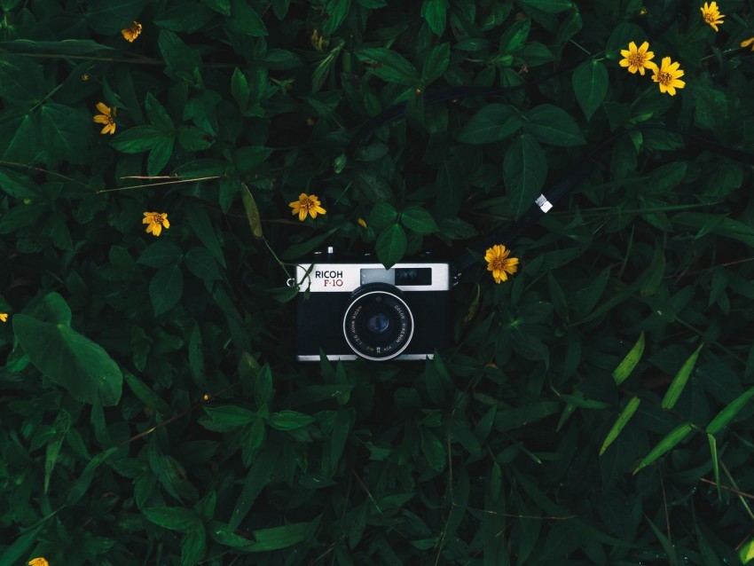 camera lens leaves flowers green yellow Transparent Background Isolation in HighQuality PNG