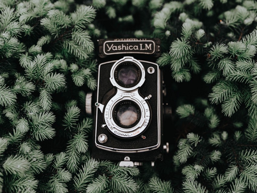 camera retro branches vintage needles coniferous Clear Background Isolation in PNG Format