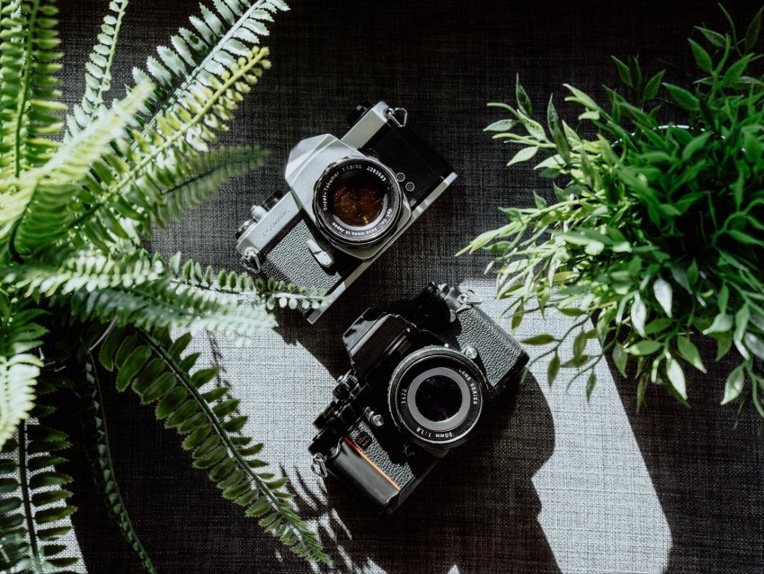 cameras black lenses plants PNG with transparent backdrop